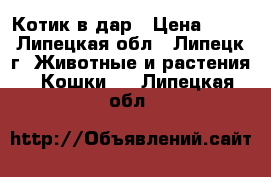 Котик в дар › Цена ­ 10 - Липецкая обл., Липецк г. Животные и растения » Кошки   . Липецкая обл.